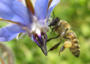 Engagement vor Ort - Bienenpatenschaft
