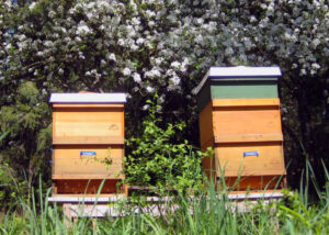 Engagement vor Ort - Bienenpatenschaft