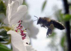 Engagement vor Ort - Bienenpatenschaft